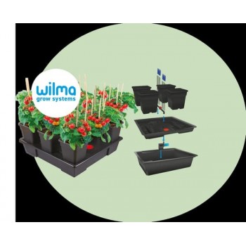 WILMA XXL 20 plantes