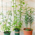 tuteur modulable plante verte