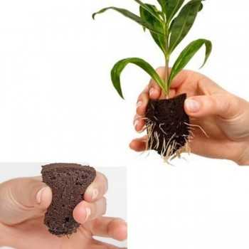 Mousse Sphaigne pour...