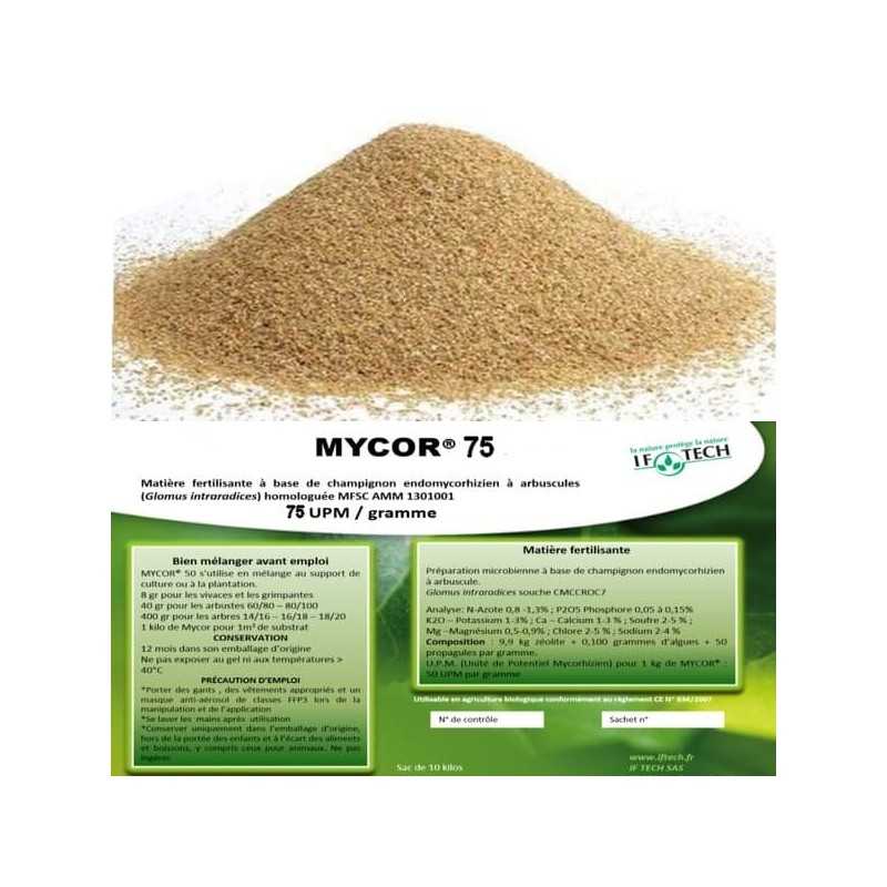 mycorhyze glomus intraradice et bactérie azospirillum brasilense mycorhyze glomus intraradice et bactérie azospirillum brasilense