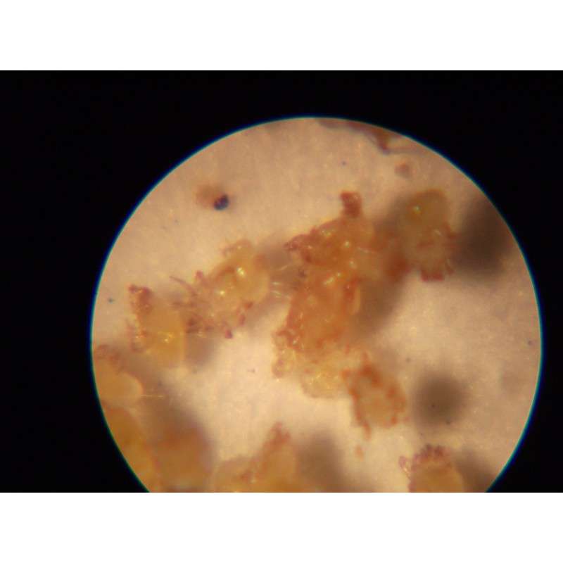 Microscope Led x60 x100